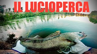 IL LUCIOPERCA A SPINNING  Pesca nel Fiume Ticino [upl. by Jaycee]