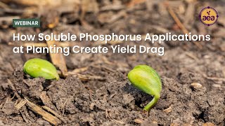 How Soluble Phosphorus Applications at Planting Create Yield Drag [upl. by Morse]