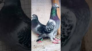 Racer pigeon pair cheekar long distance breeder pair [upl. by Okihcas349]