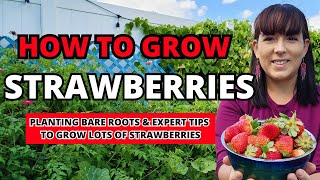 Strawberries 101 How To Plant amp Grow Lots Of Strawberries From Bare Roots garden gardeningtips [upl. by Norris]