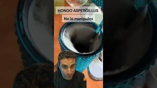 Hongo aspergillus no lo manipules curiosidades supervivencia emergencia [upl. by Naoma]