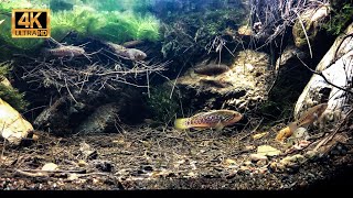 Southern Purple Spotted Gudgeon Mogurnda adspersa Biotope Aquarium Southern Queensland Australia [upl. by Kip652]