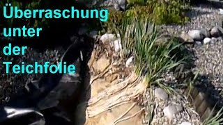 Teichfolie durchstochen  Überraschung unter der Teichfolie  Wurzel durch PVC Folie im Pflanzfilter [upl. by Hazlip320]