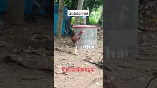 డేగా🐔transformationRazoleroostersqualitybreedyoutubeshortsviralvideobirdsshortsamalapuram [upl. by Rosene]