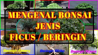 MENGENAL JENIS BONSAI BERINGIN  FICUS [upl. by Clio]