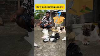 New pet coming soon😍 petlover minivlog pigeonvlogger birds petvlogger mystery petlover [upl. by Atinniuq636]