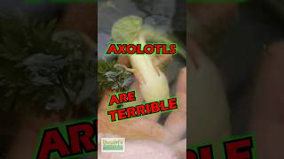 Axolotls Are TERRIBLE 😮 [upl. by Aikahc504]