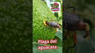 Plaga del aguacate o palta [upl. by Deering]