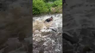 Fisherman Overwhelmed By Carp Tsunami [upl. by Arahk]