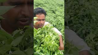 Esha agri seeds 2233 [upl. by Jaymie]