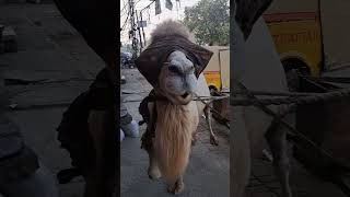 Worlds biggest camel  Saudi arabia camel in pakistan  Saudi ka Camel Lahore ma Malikzadavlogs [upl. by Arammahs]