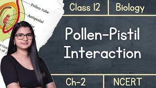 Class 12  Pollen Pistil Interaction  NCERT [upl. by Anivlis286]