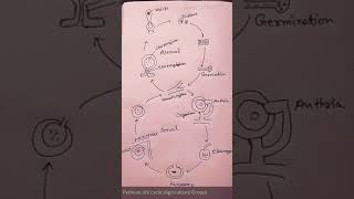 Pythium life cycle Agriculture Group [upl. by Arella]