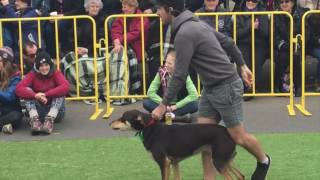 Casterton Kelpie Muster 2016 new high jump record [upl. by Nossah]