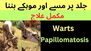 Papillomatosis  Warts  Masay  Mohkay cause treatment in cattle  horse  buffalo  sheep  goat [upl. by Harday776]