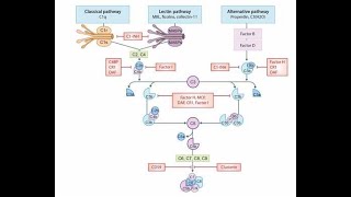 Triggers of the complement system antibody binding to polysaccharide and microbial polysacharride [upl. by Elleynad472]