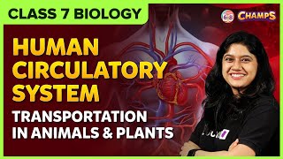 Human Circulatory System amp Transportation in Animals and Plants  Class 7  Science  BYJUS [upl. by Aihsotal]