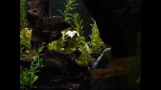 55 Gallon Cichlid Tank [upl. by Arika]