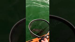 Jigging for brown trout troutfishing fishing trout kayakfishing jigging nature [upl. by Sassan]