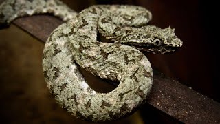 Eyelash pit viper silvergreen morph Bothriechis schlegelii [upl. by Sieracki]