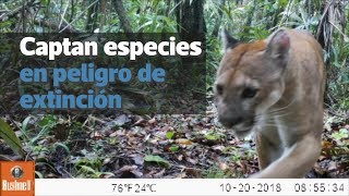 Captan especies en peligro de extinción en Parque Nacional Laguna Lachuá Alta Vereapaz [upl. by Nonahs]