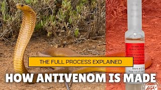 How Antivenom is Made The Full Process Explained [upl. by Saihttam]