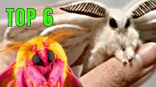 Top 6 CUTEST MOTHS [upl. by Reichert]