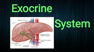 Exocrine System [upl. by Noraed]