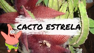 Dicas e curiosidades  Stapelia hirsuta Cacto Estrela [upl. by Airdnaid285]