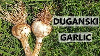 Duganski Garlic Harvest from MIgardener [upl. by Henrik]