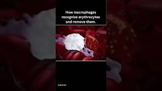 erythrophagocytosis facts science [upl. by Gert]