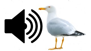 Sound Effect  Seagull [upl. by Anairad]