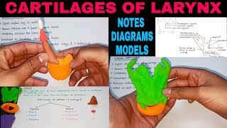 CARTILAGES OF LARYNX  1  LARYNX ANATOMY [upl. by Larrabee]