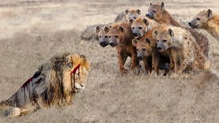 Hyena Messes with a Dying Lion… Pays the Price [upl. by Magulac440]