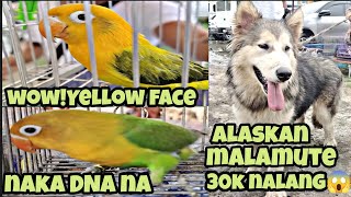 Bocaue petmarket 2 visual na yellow face pang malakasan🤩😱👍sana all 😁alaskan malamute 30k nlang 😱🤩 [upl. by Earaj]