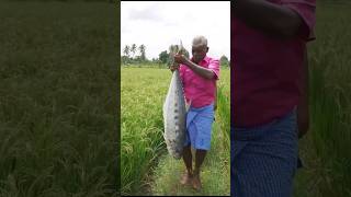 Delicious Mud Fish Recipe🦈🐟🔥 Giant Fish Cooking Inside Clay shorts [upl. by Tiffie855]