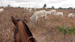 PARCERIA DE GADO COMO FUNCIONAVACA DE CRIA E ARROBA PRODUZIDA Fazenda [upl. by Ynohtona157]