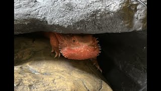 Bearded Dragon Papryczkas lazy day [upl. by Selym599]