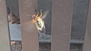 cicada killer wasp in action [upl. by Olinde]