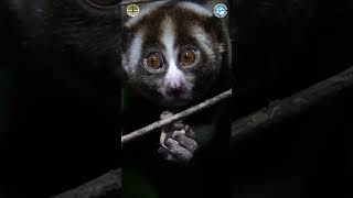 Have You Ever Seen A Slow Loris Before [upl. by Yessydo]