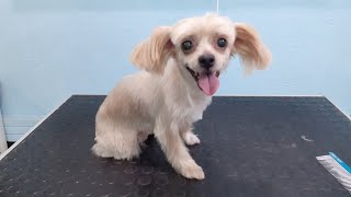 Grooming A Pekingese And Yorkie Mix GoPro Hero 7 Black Indoor Test [upl. by Aramac]