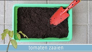 Hoe kweek je tomaten in pot 🌱  DEEL 1 quotTomaten zaaienquot  RENSKE VISSER GEWICHTSCONSULENT [upl. by Ardys]