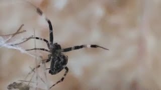 Disturbing Orb Weaver stunning and trapping a Daddy long legs Spider graphiccontent spiders [upl. by Baker699]