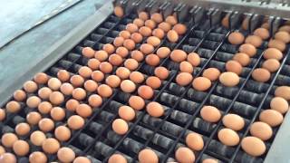 egg collection egg cleaning egg sorting and egg packing system [upl. by Ayna]