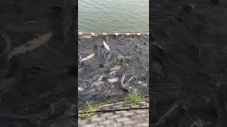 Release Biggest Carp Fish 38 [upl. by Valonia173]