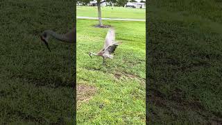 Sandhill Crane playing with a piece of turf [upl. by Sredna]