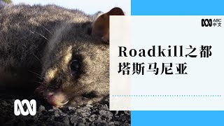 Roadkill之都塔斯马尼亚：每年近50万野生动物丧生公路丨ABC中文 [upl. by Oriana575]