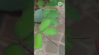 thigmonastic movement of mimosa pudica school nature [upl. by Bashee321]