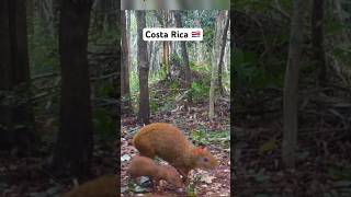 Familia de Agutis o Guatusas en Costa Rica 🇨🇷 [upl. by Llevad]