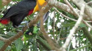 tucano de bico preto predando periquito rico  Channelbilled Toucan preying Plain Parakeet [upl. by Goodhen]